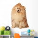 Ridiculous spitz-dog sits on a white background Wall Decal