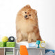 Ridiculous spitz-dog sits on a white background Wall Decal