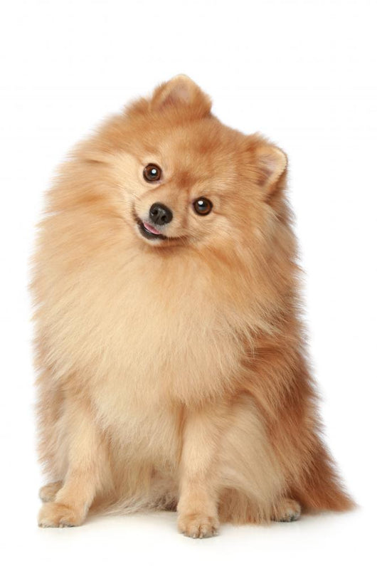 Ridiculous spitz-dog sits on a white background Wall Decal