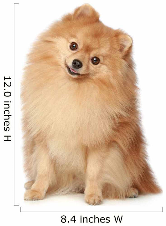 Ridiculous spitz-dog sits on a white background Wall Decal