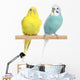 Two Budgie sit on a perch Wall Decal