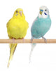 Two Budgie sit on a perch Wall Decal