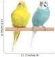 Two Budgie sit on a perch Wall Decal