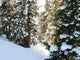Winter Forest Wall Mural