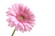Pink Wall Decal