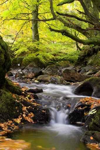 Flowing Stream Wall Decal