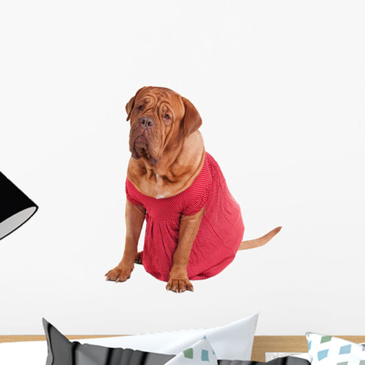 Dog of Dogue De Bodeaux Beed sitting with red romantic dress Wall Decal