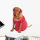 Dog of Dogue De Bodeaux Beed sitting with red romantic dress Wall Decal