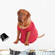 Dog of Dogue De Bodeaux Beed sitting with red romantic dress Wall Decal