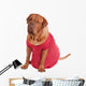 Dog of Dogue De Bodeaux Beed sitting with red romantic dress Wall Decal