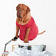 Dog of Dogue De Bodeaux Beed sitting with red romantic dress Wall Decal