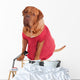 Dog of Dogue De Bodeaux Beed sitting with red romantic dress Wall Decal