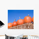 Pumpkins Wall Mural