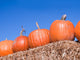 Pumpkins Wall Mural