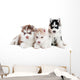 Three Siberian Husky Puppy Wall Decal