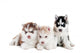 Three Siberian Husky Puppy Wall Decal