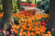 Path Colorful Tulips under