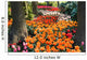 Path Colorful Tulips under
