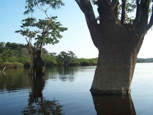 Arboles Acuaticos Wall Decal