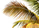 Golden Coconut Tree White Wall Mural