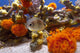 fish among corals Wall Mural