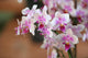Orchideenblten