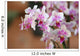 Orchideenblten