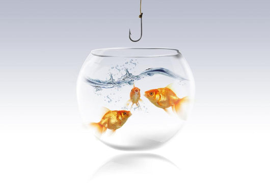 Goldfish Wall Mural