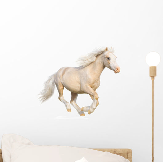 Welsh Pony Gallops