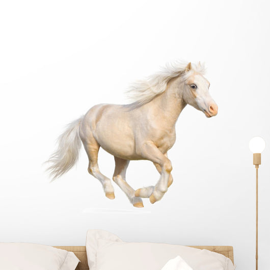 Welsh Pony Gallops