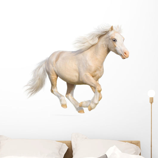 Welsh Pony Gallops