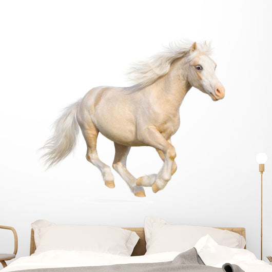 Welsh Pony Gallops