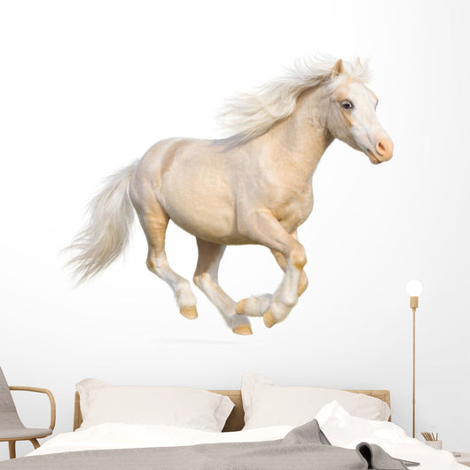 Welsh Pony Gallops