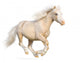 Welsh Pony Gallops
