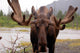 Moose Alaska Wall Decal