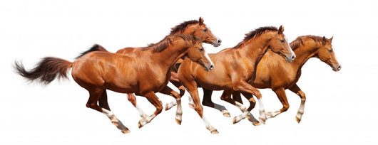 Four Sorrel Stallion Gallop Wall Mural