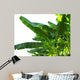 Banana Leaves