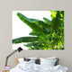 Banana Leaves