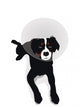 Dog Wearing Elizabethan Collar Wall Mural