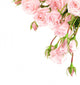 Fresh roses border Wall Decal