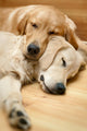 Two Dogs Lying