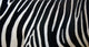 Zebra Stripes Wall Mural