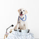 Veterinarian Dog Wall Decal
