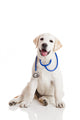 Veterinarian Dog Wall Decal