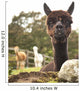 Three Alpacas