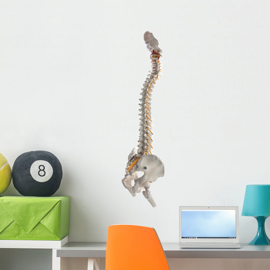 Learning Model Human Spinal