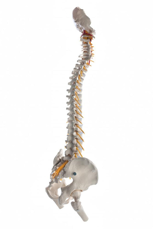 Learning Model Human Spinal