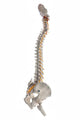 Learning Model Human Spinal