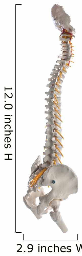 Learning Model Human Spinal