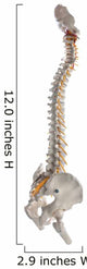 Learning Model Human Spinal